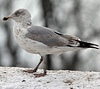 2cy argentatus in February, ringed in Norway. (75189 bytes)